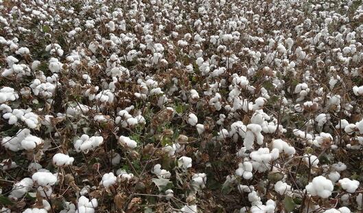 新疆棉农用上奇立伟水溶肥，都夸奇立伟是好品